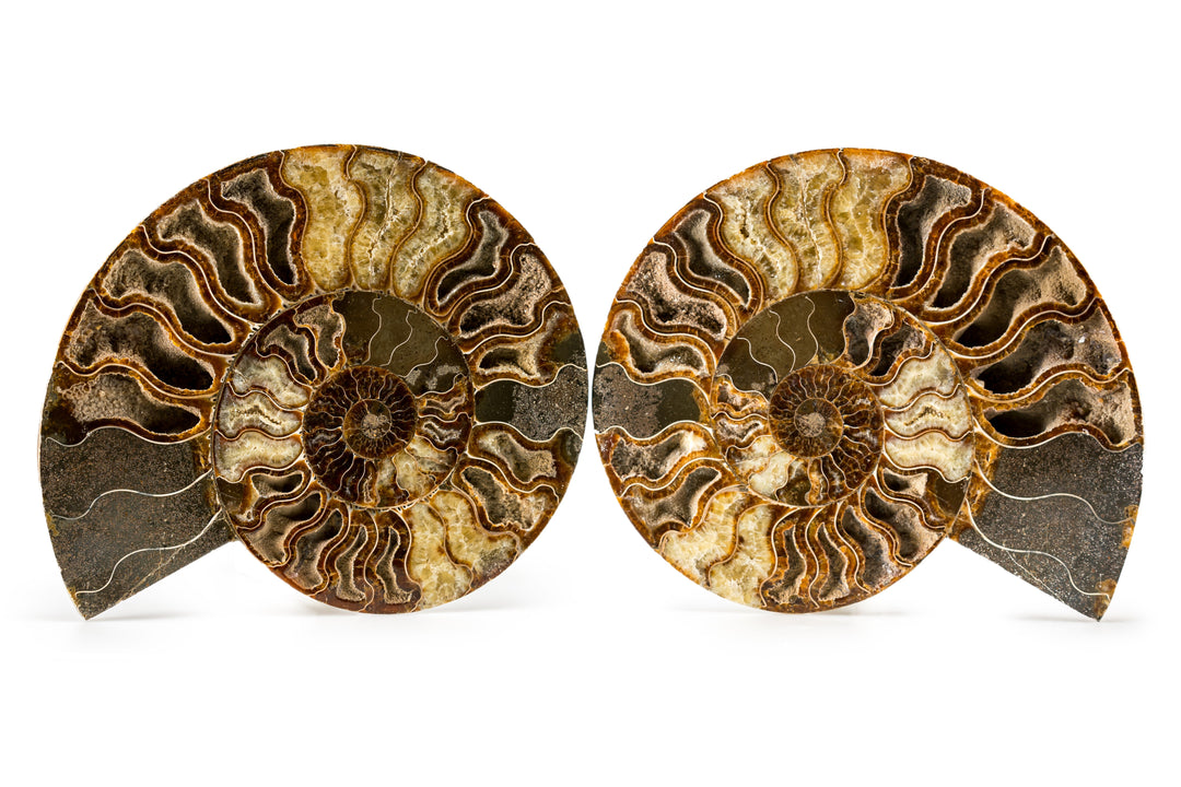Split Ammonite Fossil Pair