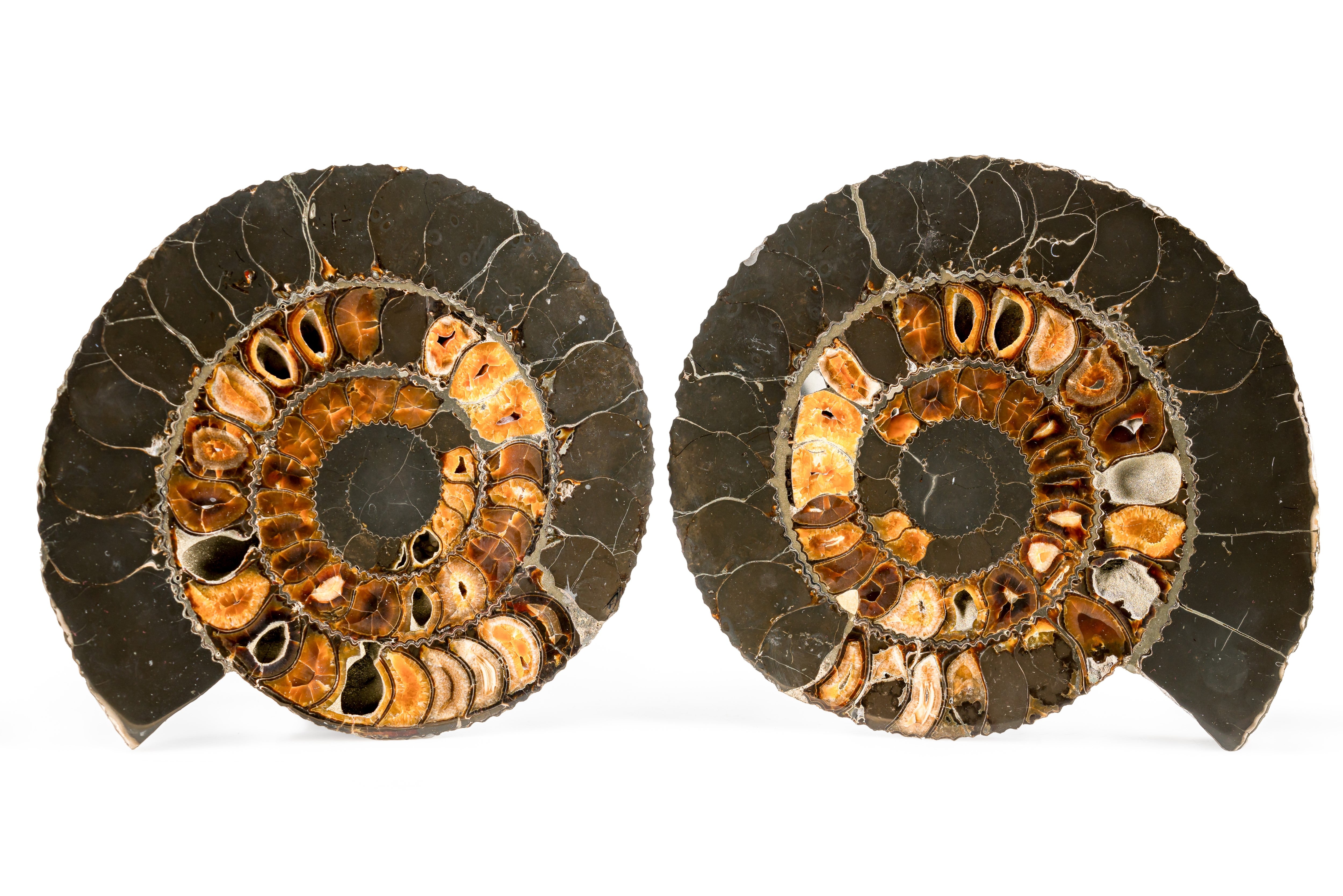 Crystalized Ammonite Pairs // Split Pair Ammonite // Ammonite Fossil // fashion Fossil Decor // Fossil Collector // Village Silversmith