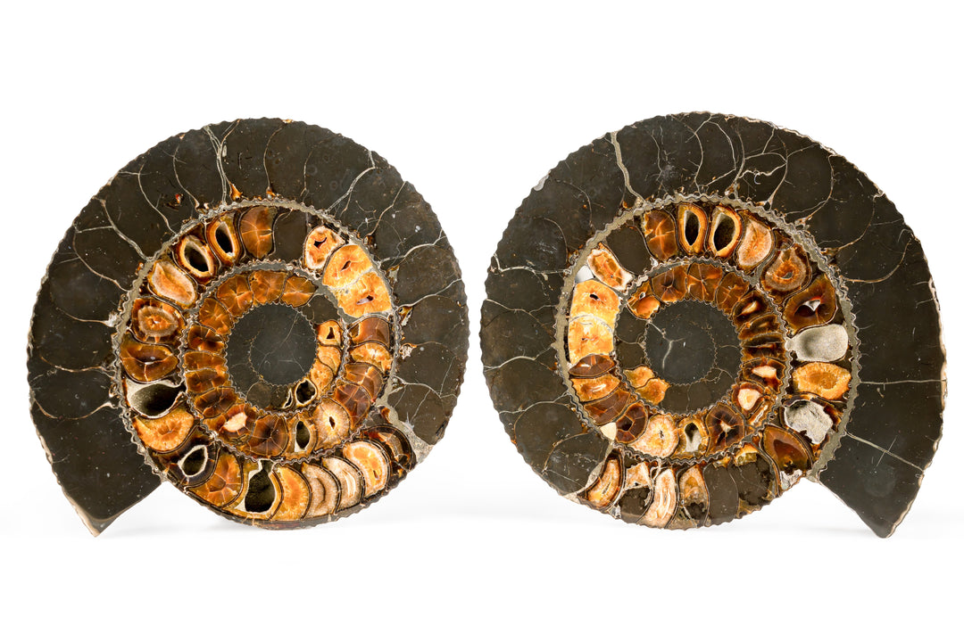 Split Ammonite Fossil Pair