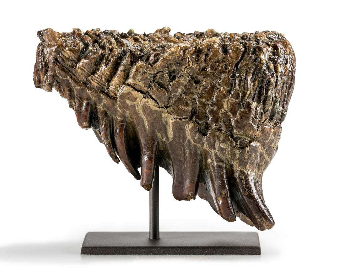 Mammoth Tooth & Root with Metal Stand