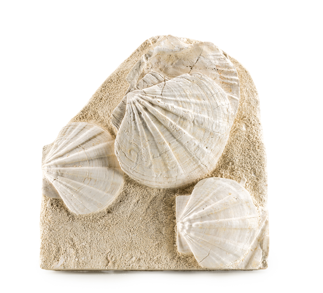 Pecten Fossil