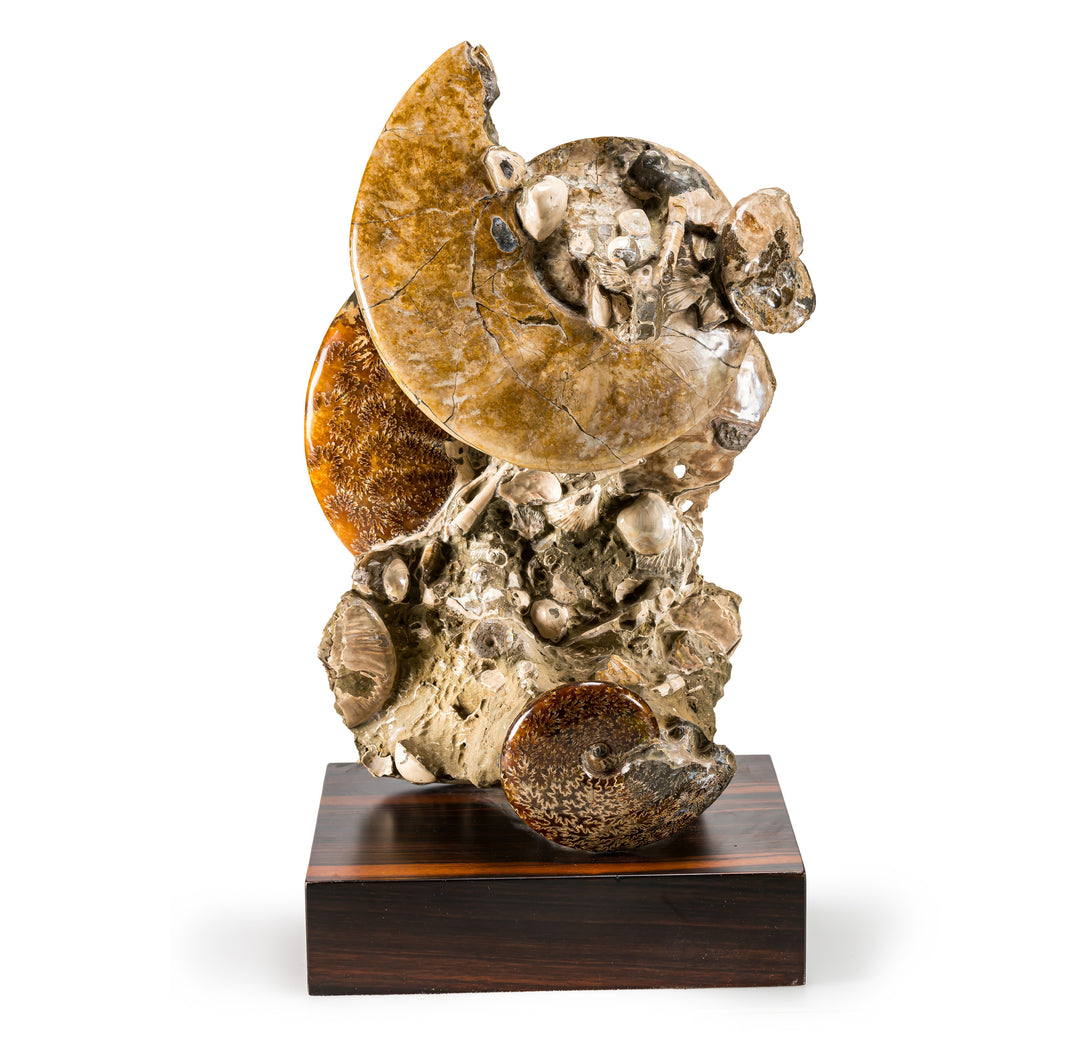 Layered Ammonite Association on Wooden Base