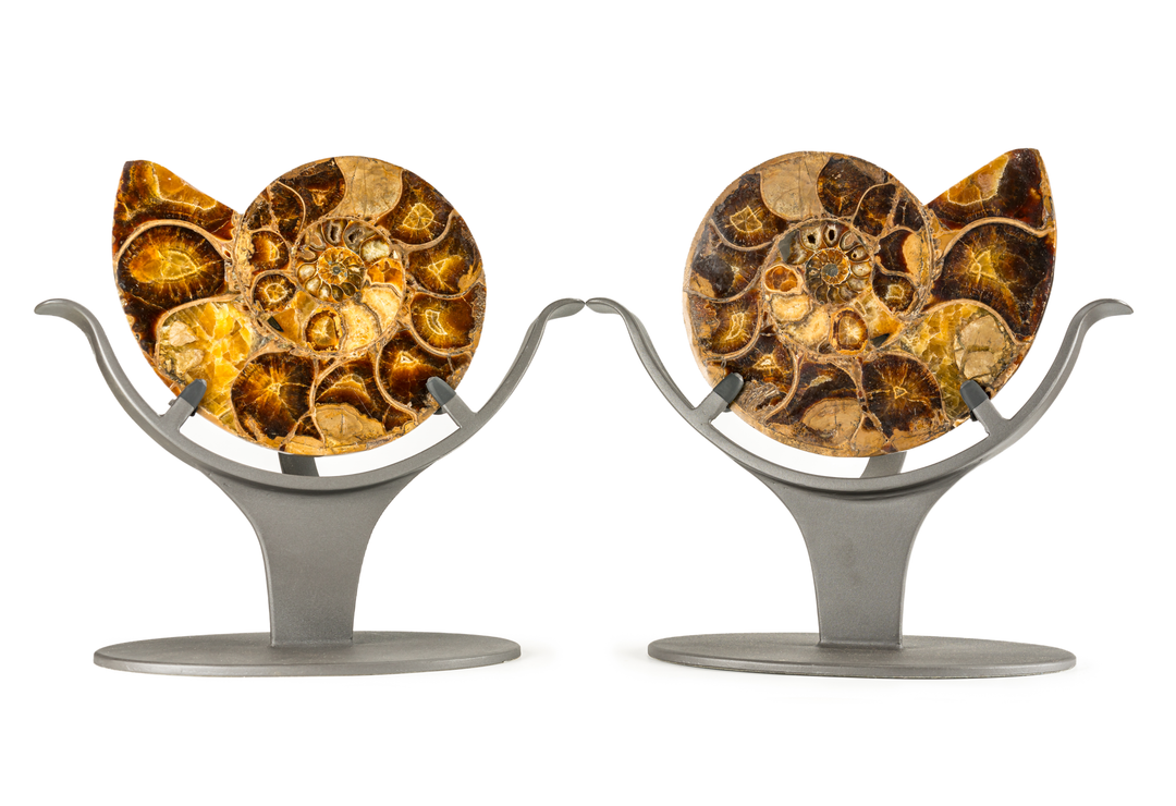 Split Ammonite Pair on Stands