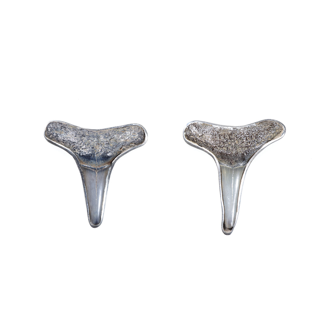 Sterling Silver Shark Teeth Fossil Stud Earrings