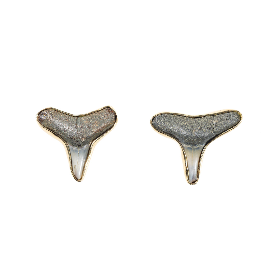 Alchemia Shark Tooth Fossil Stud Earrings