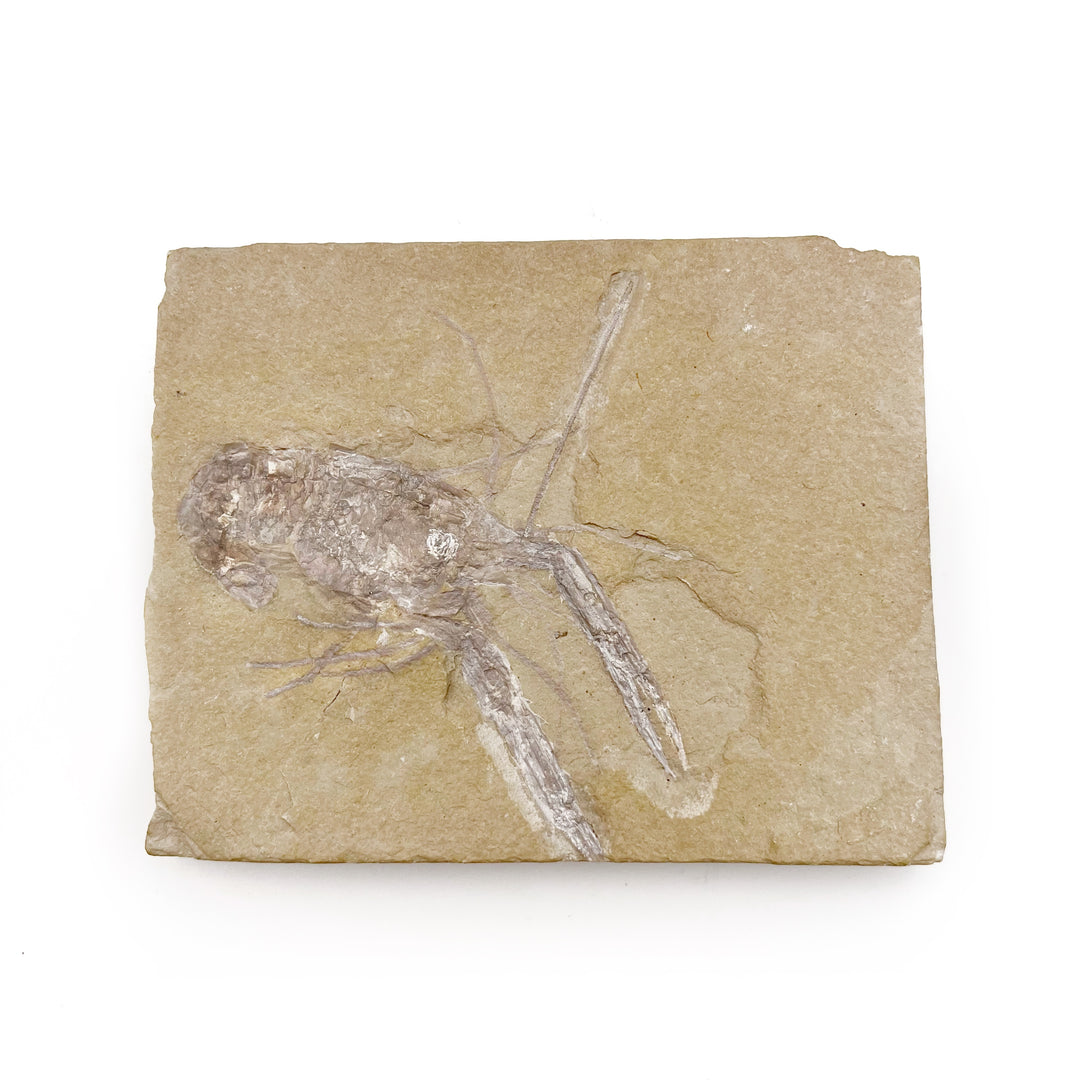 Shrimp (Homarus) Fossil