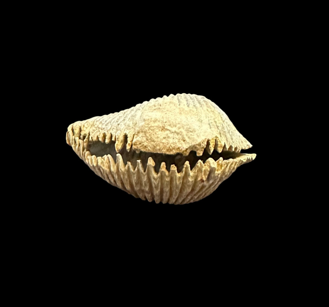 Alectryonia, Prepped Oyster Fossils