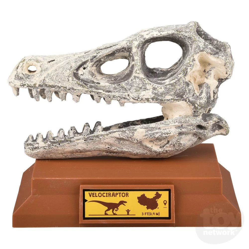 Velociraptor Skull Excavation Kit