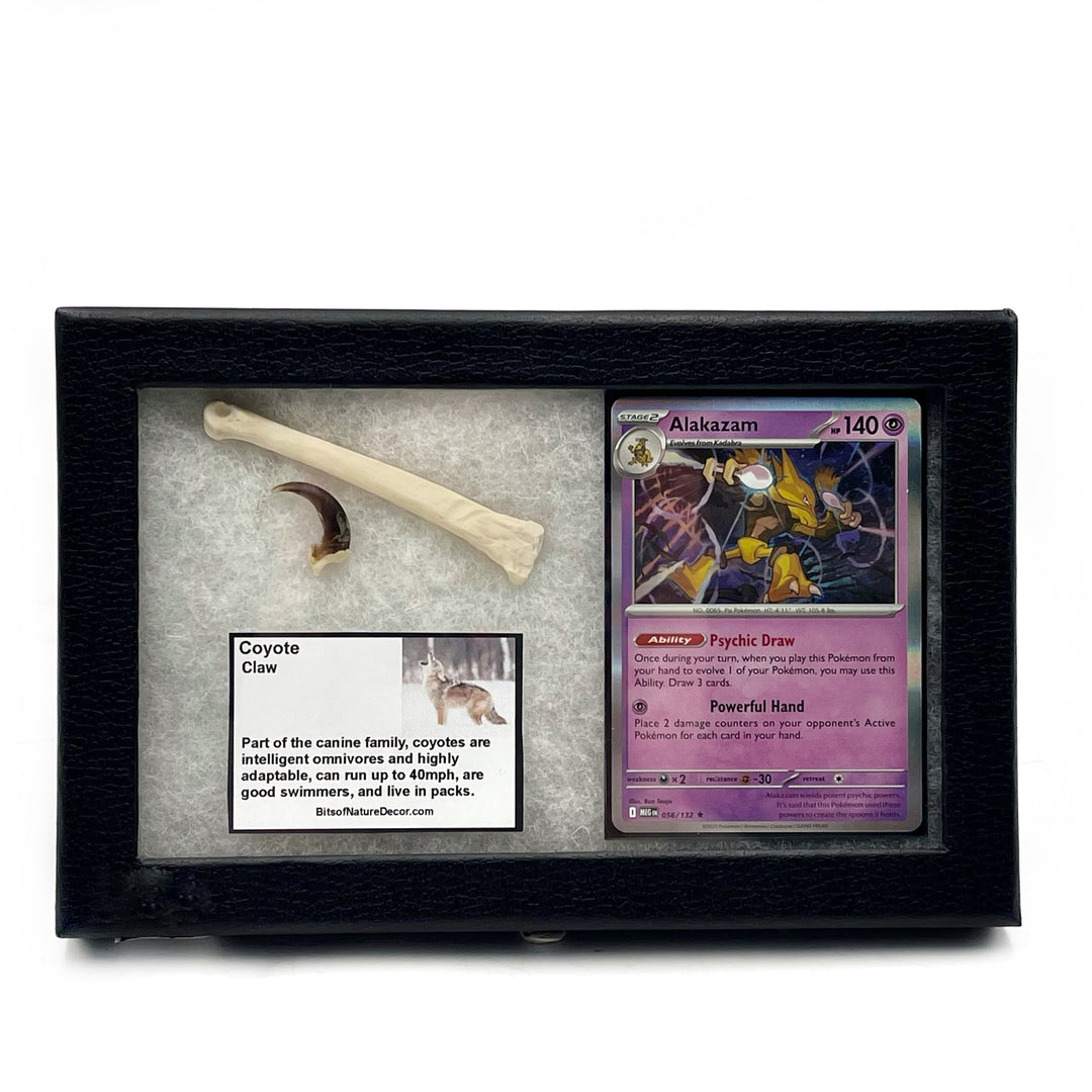 *FINAL SALE*  Coyote Collector Box- Alakazam