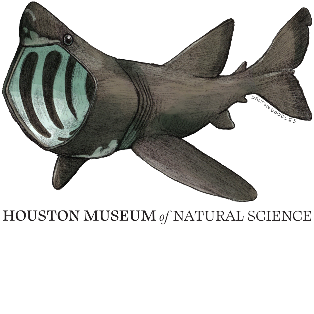Basking Shark HMNS Sticker