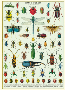 Bugs & Insects Poster