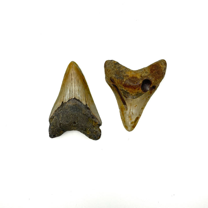 Megalodon Tooth- 3 Inches