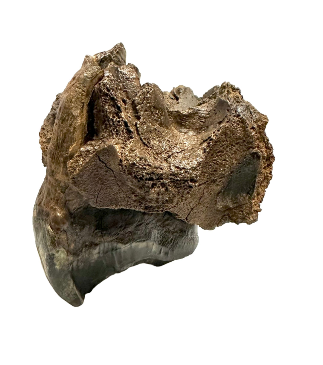 Rhino Tooth, Siberia