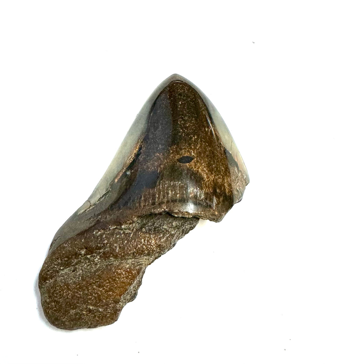 A fractured megalodon tooth is polished to a high shine. the tooth in the photo is missing part of the root where the tooth would have fit into the megalodon shark's jaw millions of years ago.