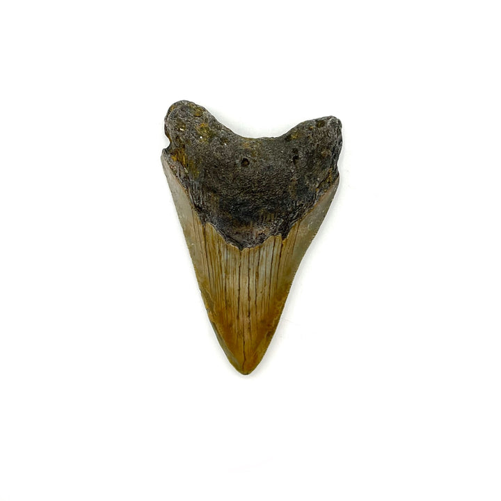 Megalodon Tooth- 3 Inches