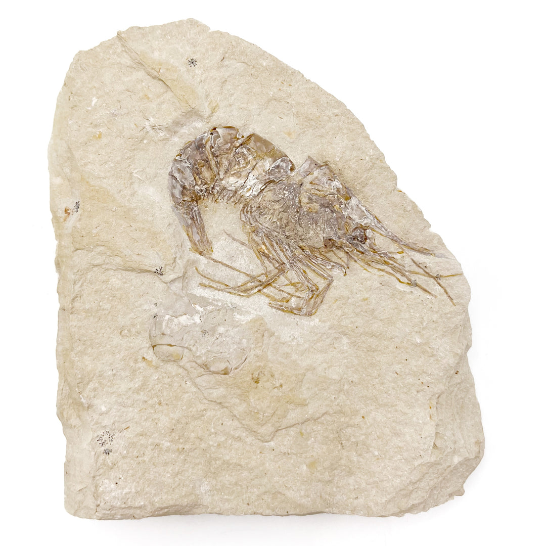 Shrimp, Fossil