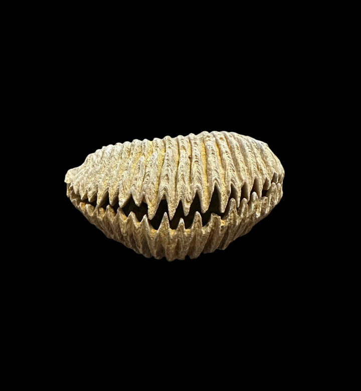 Alectryonia, Prepped Oyster Fossils
