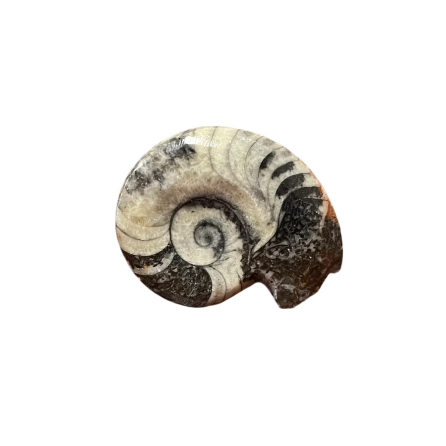 black and white spiral ammonite fossil