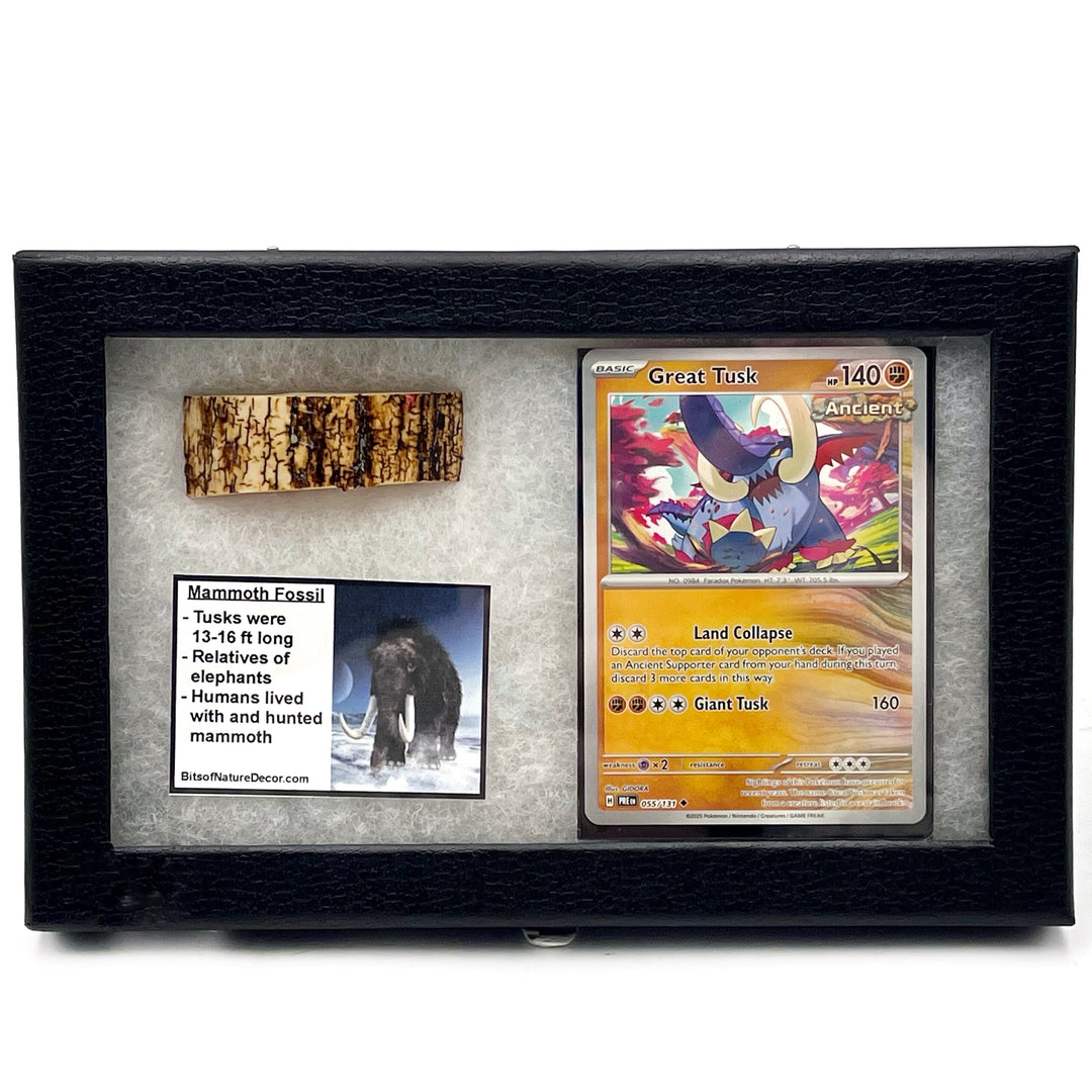 *FINAL SALE*  Mammoth Tooth Fossil Collector Box- Great Tusk
