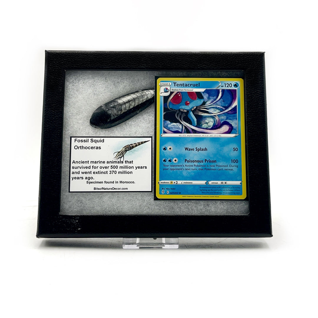 *FINAL SALE* Orthoceras Fossil Pokémon Collector Box- Tentacruel