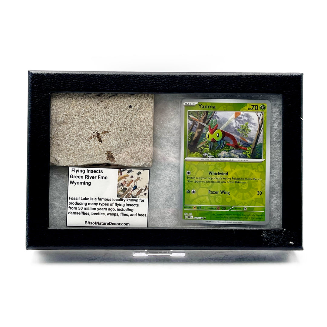 *FINAL SALE*  Flying Insects Fossil Pokémon Collector Box- Yanma