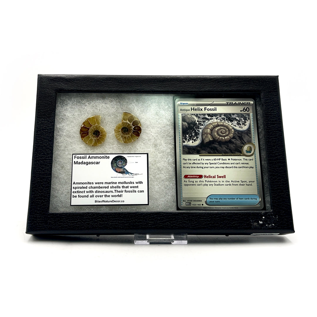 *FINAL SALE*  Ammonite Fossil Pokémon Collector Box- Helix Fossil