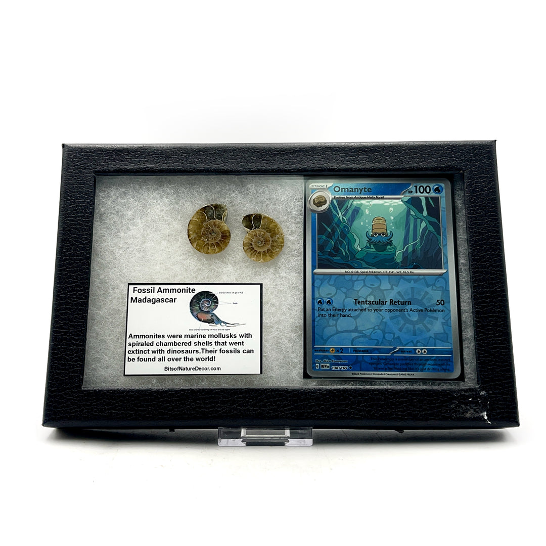 *FINAL SALE*  Ammonite Fossil Pokémon Collector Box- Omanyte