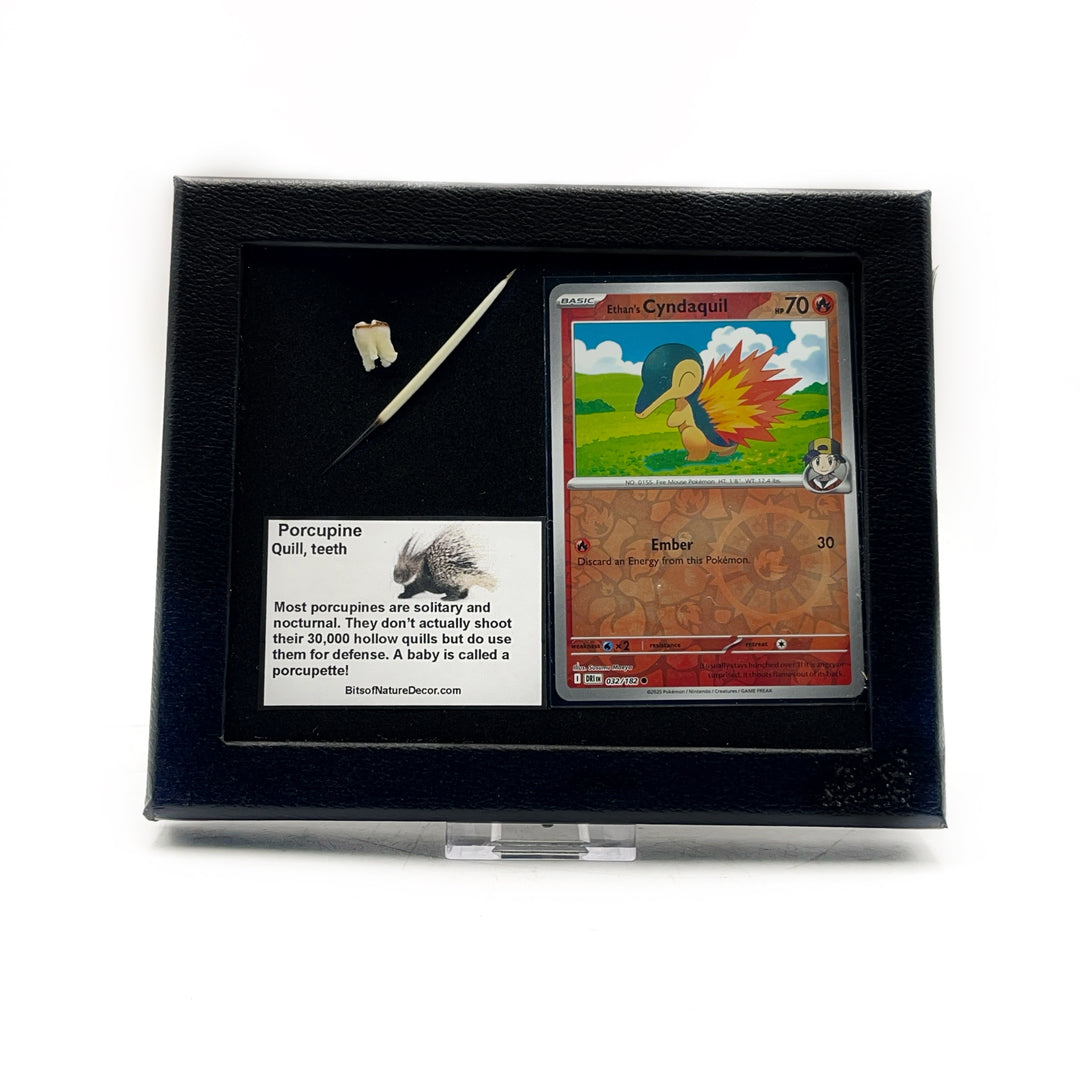 *FINAL SALE*  Porcupine Pokémon Collector Box- Cyndaquil