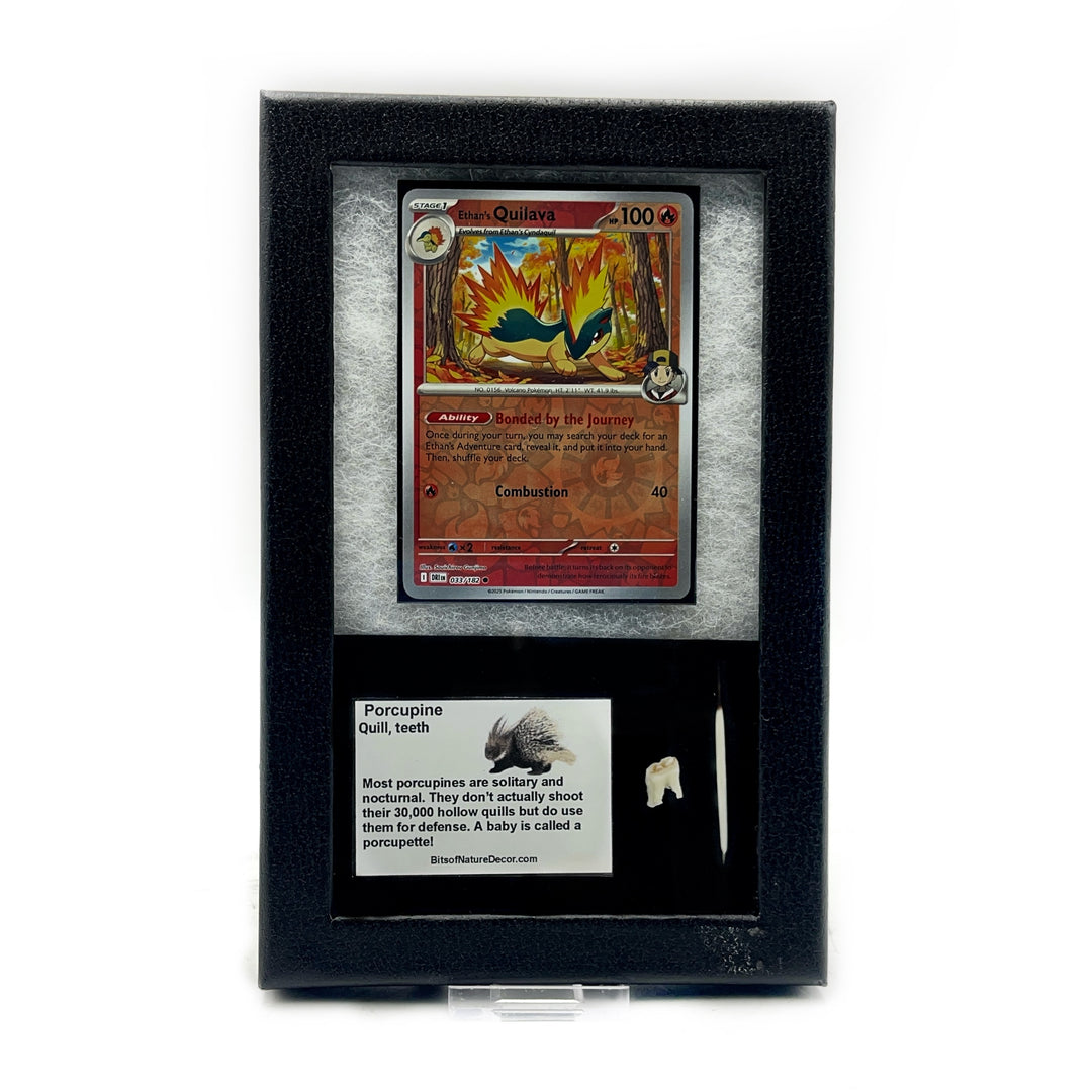*FINAL SALE*  Porcupine Pokémon Collector Box- Quilava