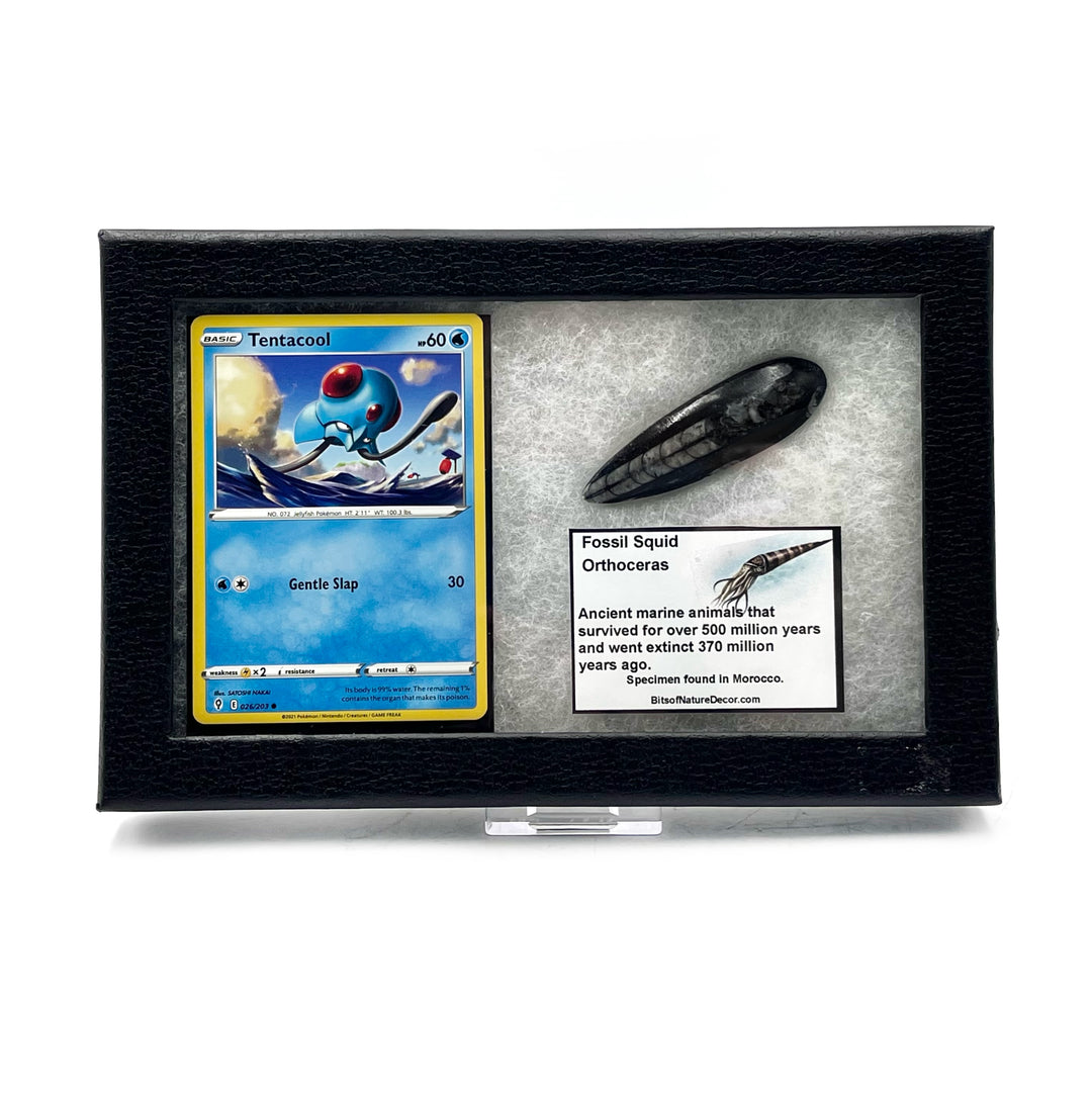 *FINAL SALE* Orthoceras Fossil Pokémon Collector Box- Tentacool