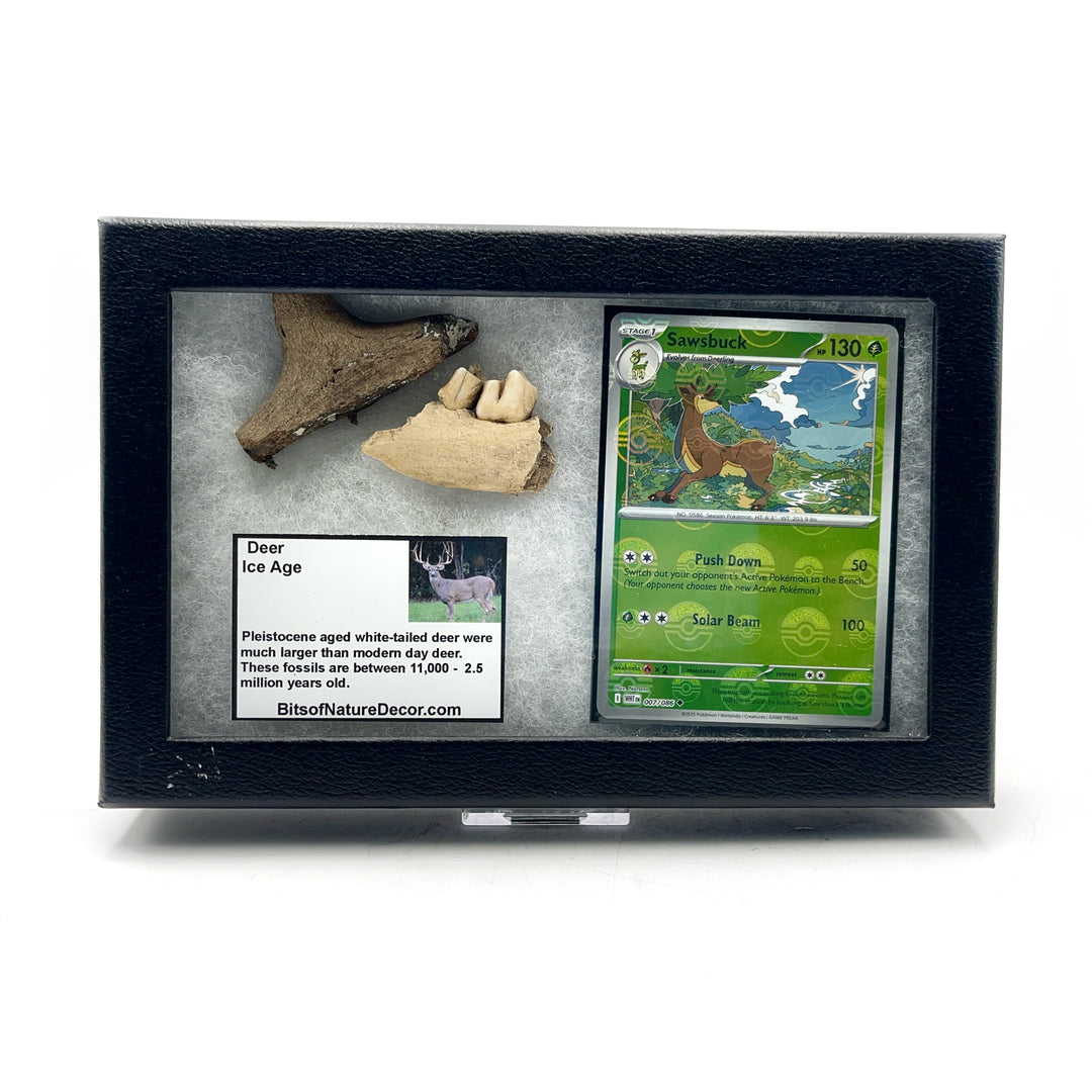 *FINAL SALE*  Deer Fossil Pokémon Collector Box- Sawsbuck