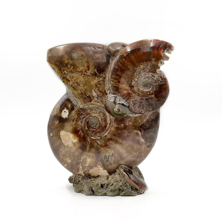 Polished Red Flash Ammonite Fossil Association- Madagascar