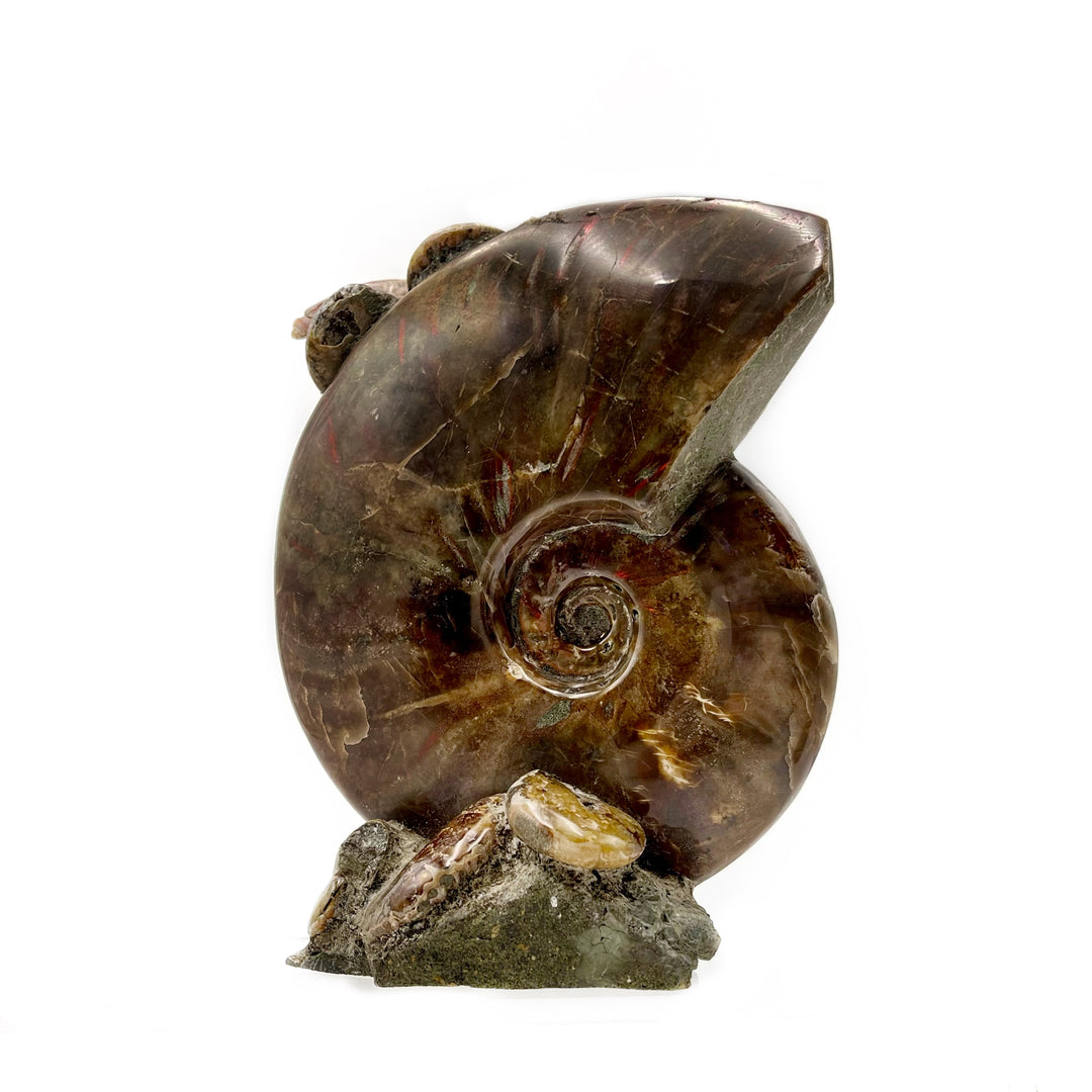 Polished Red Flash Ammonite Fossil Association- Madagascar