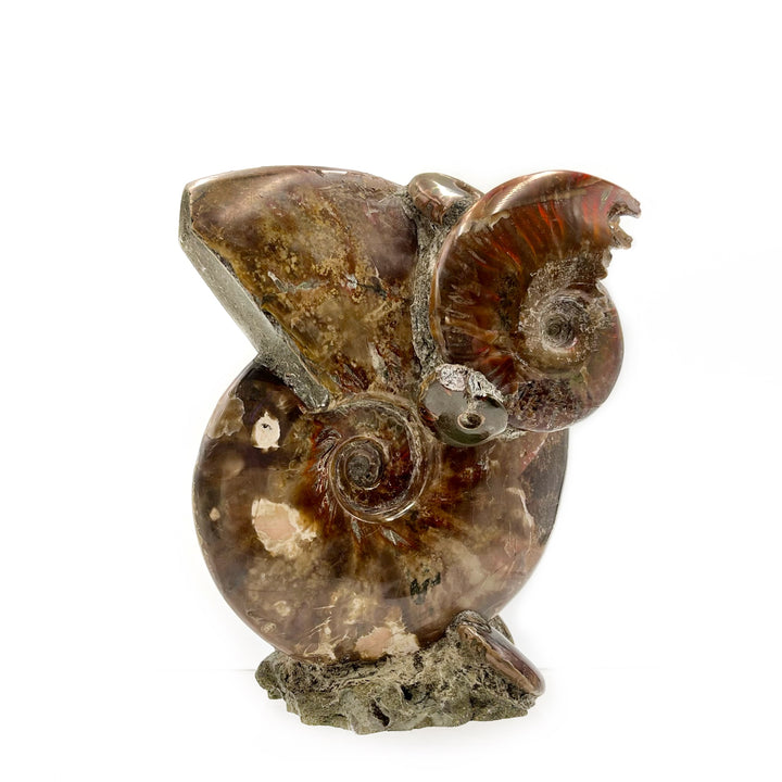 Polished Red Flash Ammonite Fossil Association- Madagascar