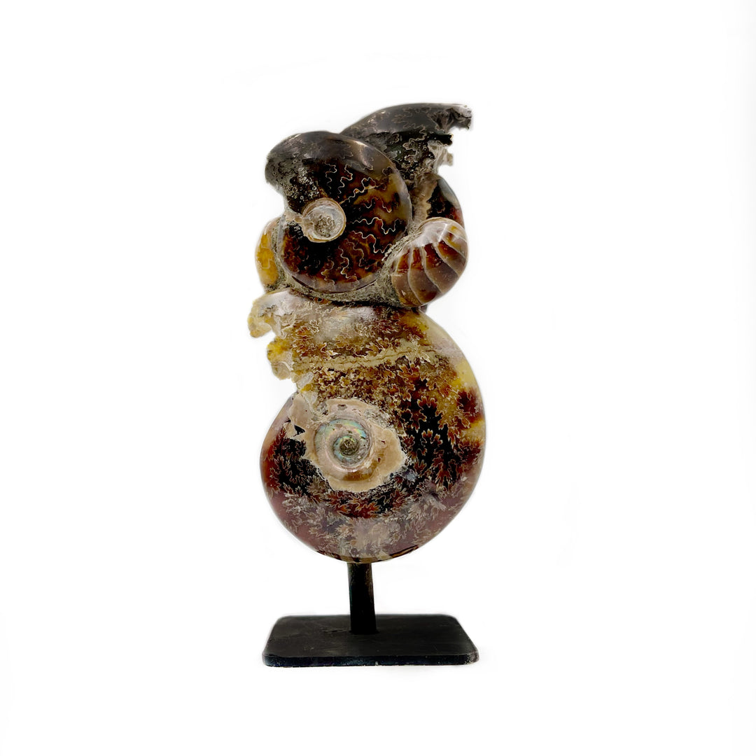 Polished Ammonite Fossil Association on Stand- Madagascar