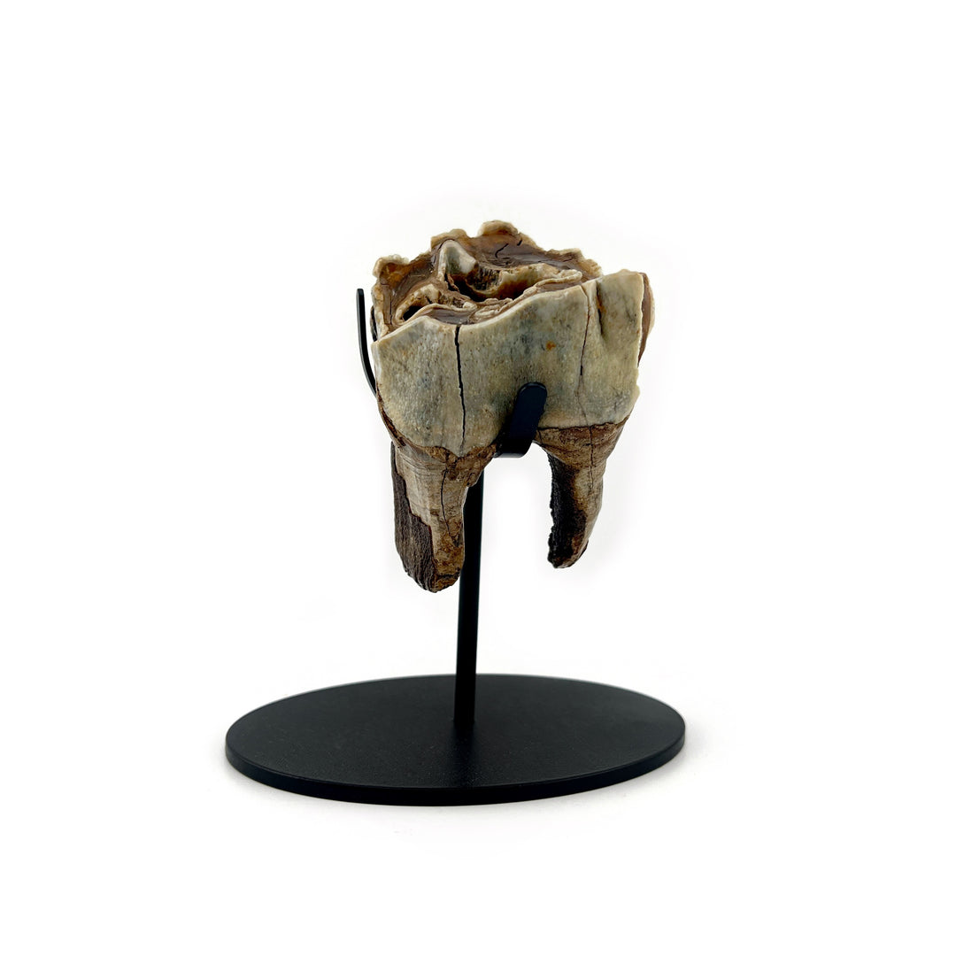 Fossilized Woolly Rhino Tooth, Russia