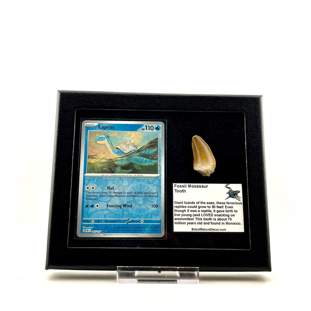 Pokemon Lapras Mosasaur Set