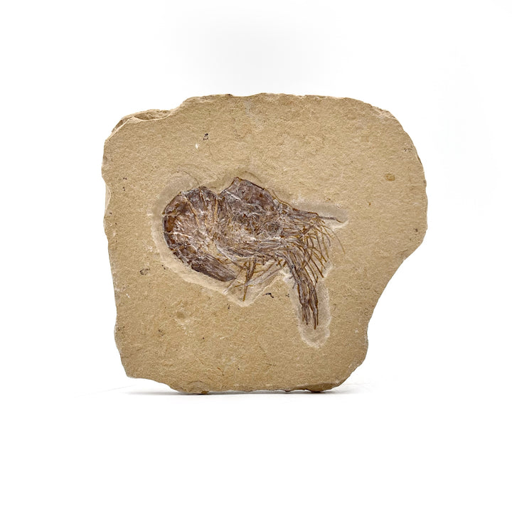 Shrimp, Fossil