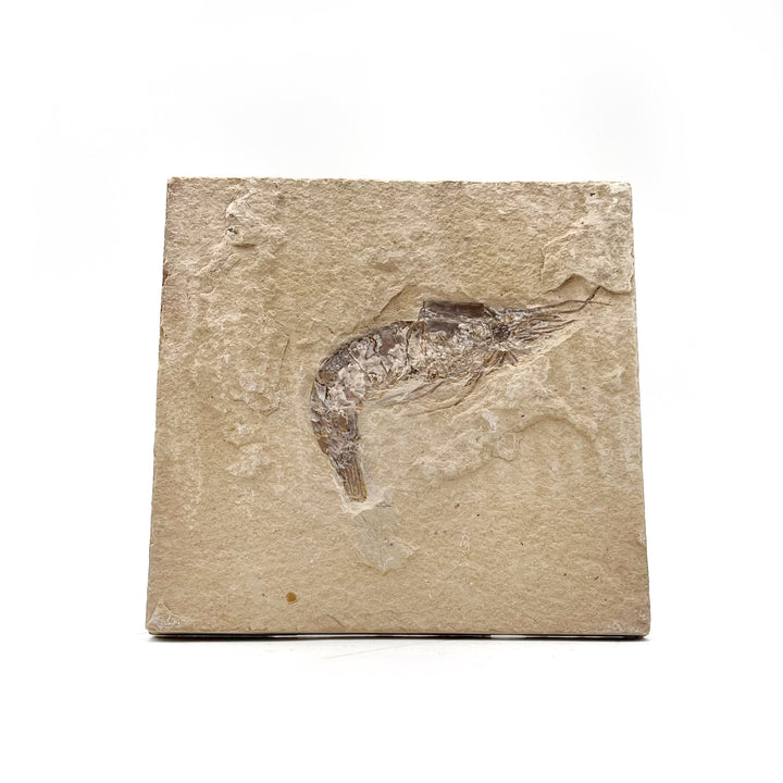 Fossilized shrimp embedded in a piece of beige stone on a white background