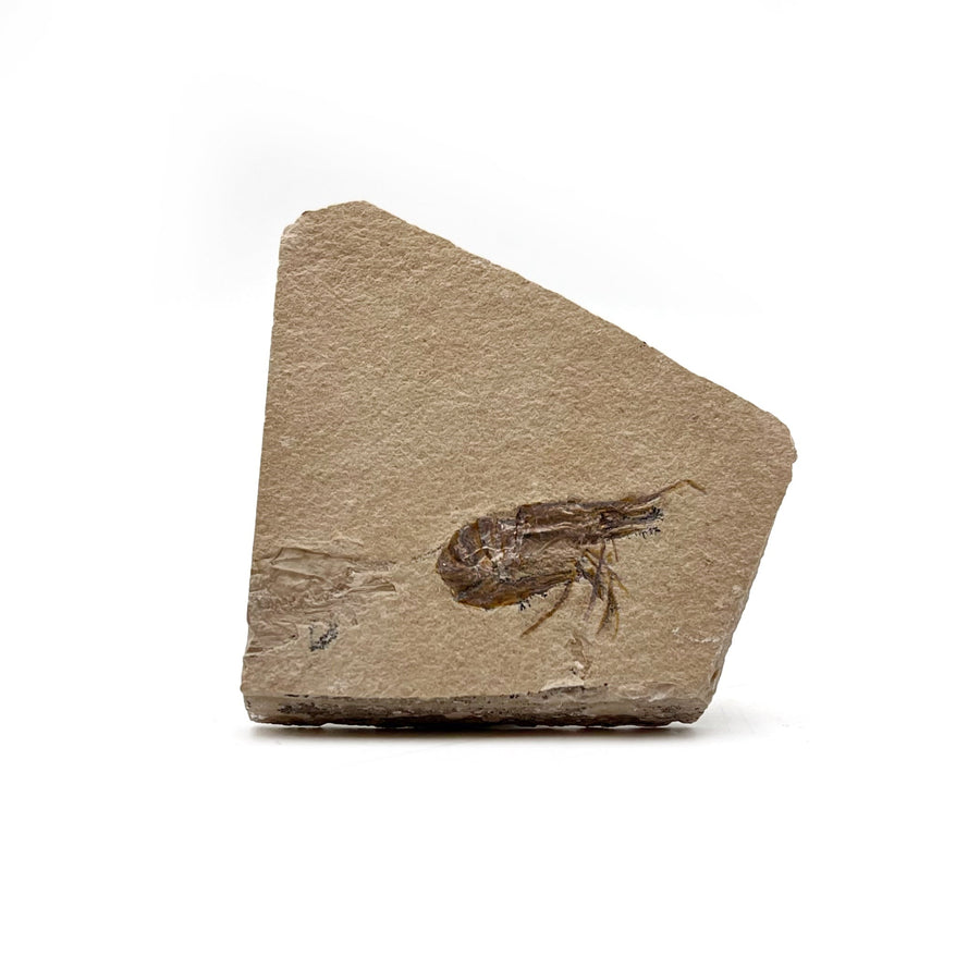 Fossilized shrimp on a piece of rock with a white background