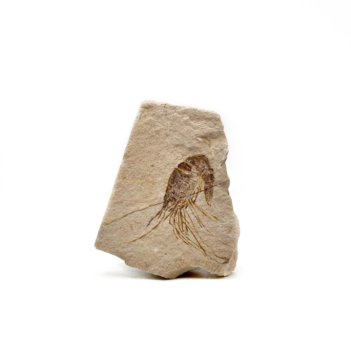 Shrimp,Fossilized