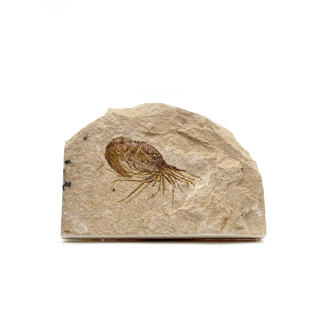 Shrimp,Fossilized