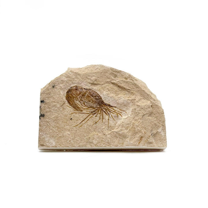 Shrimp,Fossilized