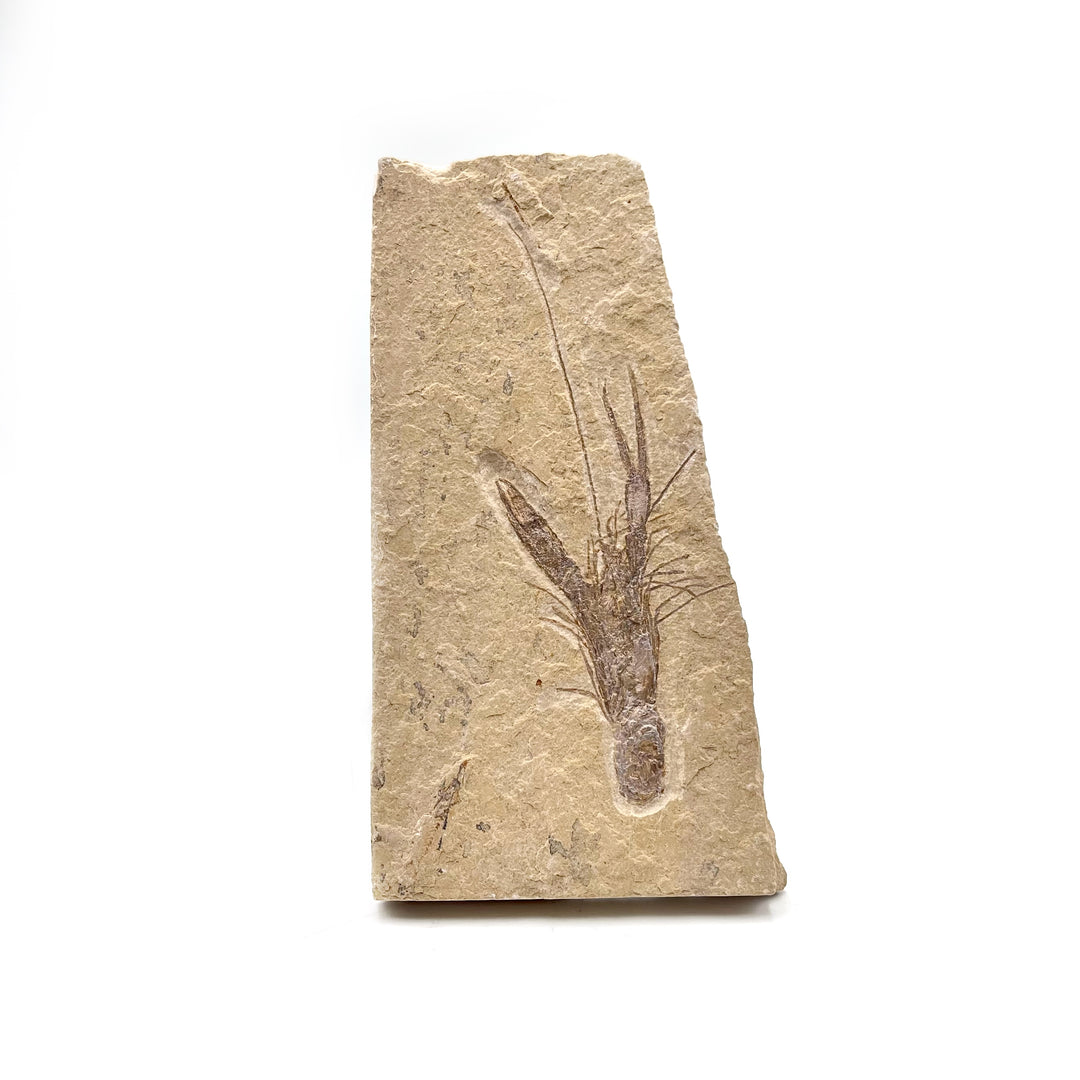 Shrimp (Homarus) Fossil