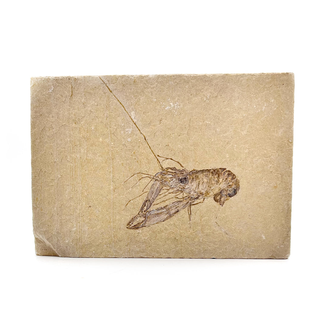 Shrimp (Homarus) Fossil