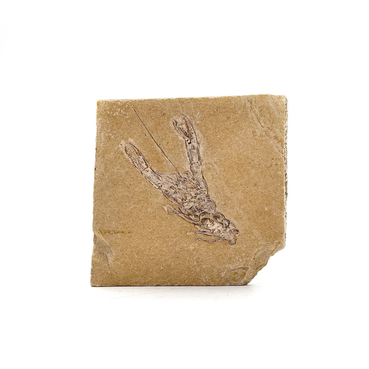 Shrimp (Homarus) Fossil