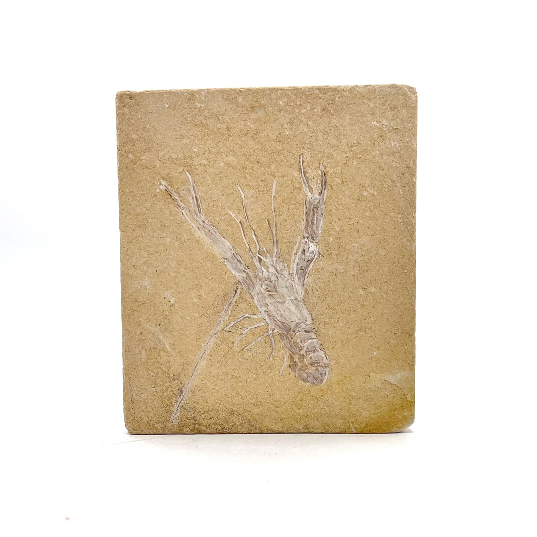 Shrimp (Homarus) Fossil