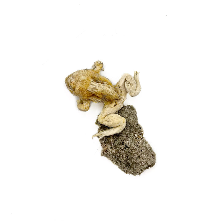 Trona after Frog (Petrified)