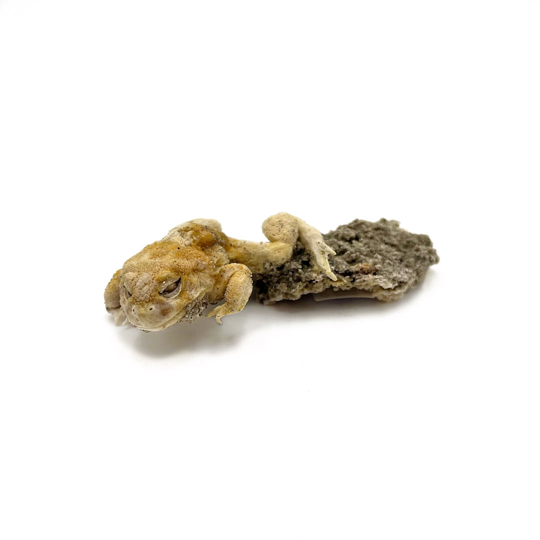 Trona after Frog (Petrified)