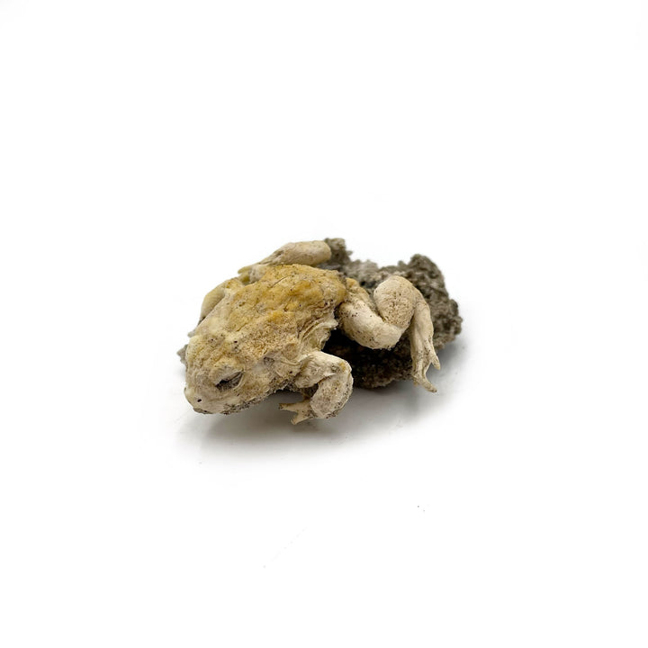 Trona after Frog (Petrified)